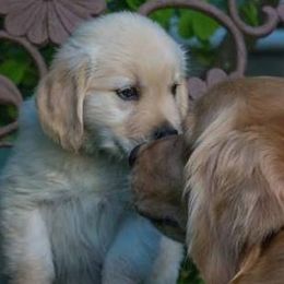 Golden Retriever Puppies from Madileau Golden Retreivers