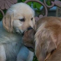 Golden Retriever Puppies from Madileau Golden Retreivers