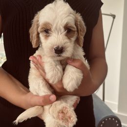 Saylor - Parti female Goldendoodle puppy in Strasburg, Pennsylvania from Still Water Puppies