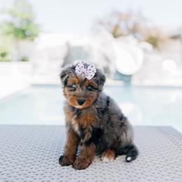 Artichoke - female Australian Mountain Doodle puppy in Murray, Utah from Sun Valley Doodles