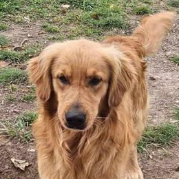 Rocky - Golden Retriever