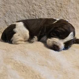 LIME GREEN - Liver white and roan male English Springer Spaniel puppy in Jesup, Georgia from 31 Pines Kennels