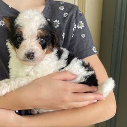 Angel - Tri-color female Bernedoodle puppy in Lancaster, Pennsylvania from Homestead Bernedoodles