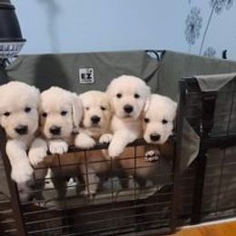 Golden Retriever Puppies from Smokey Mountain English Goldens