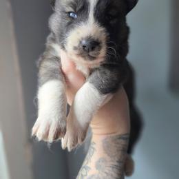 Grey girl 2 - Gray and white female Siberian Husky puppy in East Otto, New York from Howling Huskies