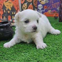 Lucas - White male Maltese puppy in Aurora, Missouri from KnJ Precious Paws LLC