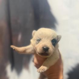 Dingo - Blue speckled male Australian Cattle Dog puppy in Rosharon, Texas from 4Surge Cattle Dogs