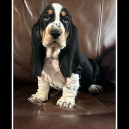 Boy 2 - Black white and brown Basset Hound puppy in Columbia, South Carolina from Pawmetto Hounds