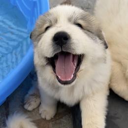 Great Pyrenees Puppies from McCarthy Ranchette LLC