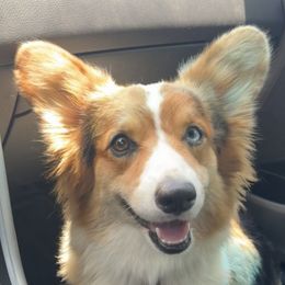 Kate - American Corgi