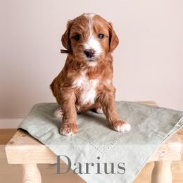 Darius - Red  male Goldendoodle puppy in Melba, Idaho from KZ Doodles