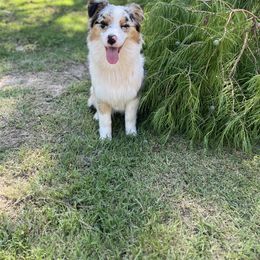 Australian Shepherd All Grown Up from Kade’s Stock Dogs