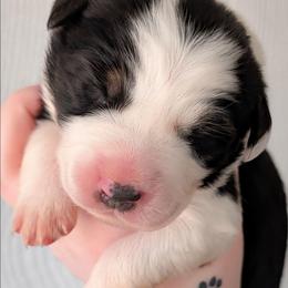 Gingerbread - Black tri-color female Australian Shepherd puppy in Georgetown, Texas from River Reign Australian Shepherds
