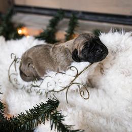 Great Dane Puppies from Pepper Mae Danes