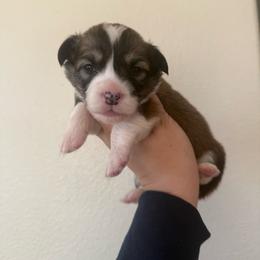 Eevee - White and red female Pembroke Welsh Corgi puppy in Red Bluff, California from Wilder Ranch Corgis