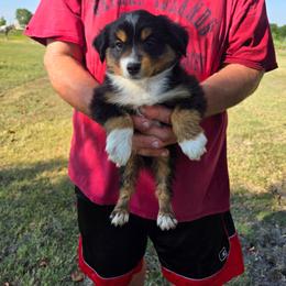 Black tri 2 - Black tri male Toy Australian Shepherd puppy in Forney, Texas from Texas Talent Toy Aussie's and Labs