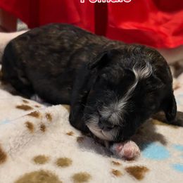 Bernedoodle Puppies from Goldhaly Peach Doodles