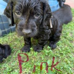 Boykin Spaniel Puppies from Jacki Riehl