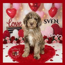 Sven - Merle male Goldendoodle puppy in Sterling, Connecticut from Justine’s Retrievers and Doodles