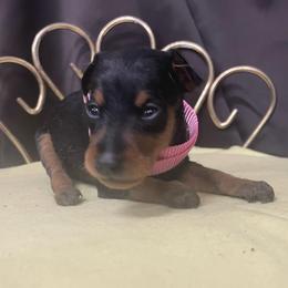 Ariel - Black and tan female Miniature Pinscher puppy in Lancaster, Missouri from White Stone Ranch