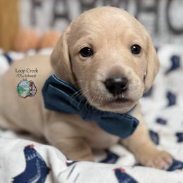 London - Cream male Dachshund puppy in Fayetteville, West Virginia from Loop Creek Dachshunds