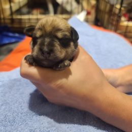 Miniature Schnauzer Puppies from S & S Miniature Schnauzer