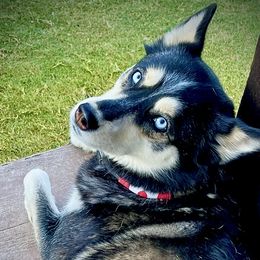 Pomskies from Pomsky Life ETC