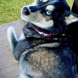 Pomskies from Pomsky Life ETC