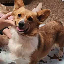 Harley - Pembroke Welsh Corgi