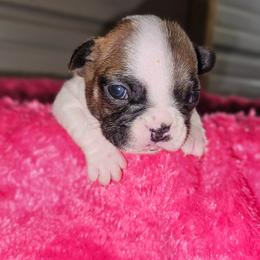 Lucy - White and fawn female French Bulldog puppy in Monterey, Louisiana from McaysKennels