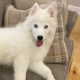 Siberian Huskies from Nyzen Farms