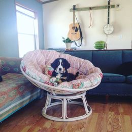 "Our breeding female: Monarda (FCI registered name Willow Bersaltyna) comes to us from Kennel Bersaltyna in Czech Republic." Bernese Mountain Dog Puppies from Grand Mesa Mountain Dogs