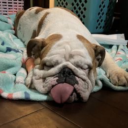 Holly - Bulldog