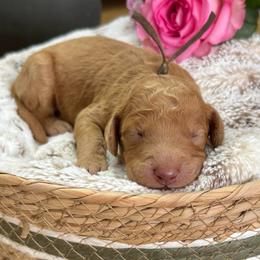 Toffee- Brown Collar - Apricot male Goldendoodle puppy in Bay City, Texas from Charming Doods Goldendoodles