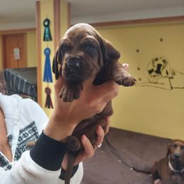 Redbone Coonhound Puppies from Dark Trail Redbones