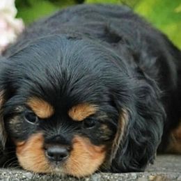 Cavalier King Charles Spaniels from Davidson's Cavaliers