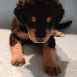 Girl 1 - Bernedoodle puppy in Grant, Michigan from Sanchez Bernedoodle Puppies