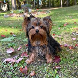 Amillia - Black and gold female Yorkshire Terrier puppy in Daggett, Michigan from Hetzel’s Enchanted Yorkies (Michigan)