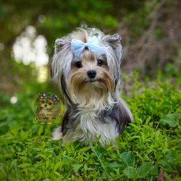 Beorn - Yorkshire Terrier