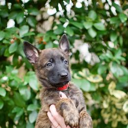 Red - Black brindle male Dutch Shepherd puppy in Auburn, Georgia from Faberge Hollandse Herdershond