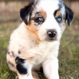 Kristoff - Blue merle male Australian Shepherd puppy in Vernal, Utah from Dancing M Australian Shepherds