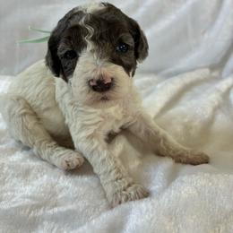Snow White - Merle female Cockapoo puppy in Adrian, Oregon from ApplebyFarm