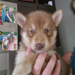 Siberian Husky Puppies from Blevins Hill Top Huskies