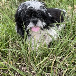 Shih Tzu Puppies from Sweet on Tzu