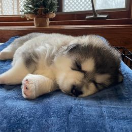 Alaskan Malamutes from Catera Alaskan Malamutes