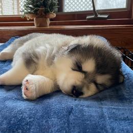 Alaskan Malamutes from Catera Alaskan Malamutes