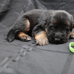 German Shepherd Puppies from Rodney Aguirre