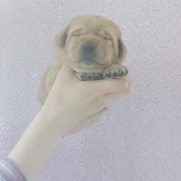 Bagel - Yellow male Labrador Retriever puppy in Prince George, Virginia from Kingdom Kenelz Labradors