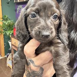 Huey - Black male Dachshund puppy in Cabool, Missouri from Dachshund's of Country Magic Farms in Missouri