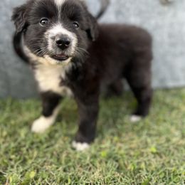 Hank - Black tri male Miniature Australian Shepherd puppy in Brookshire, Texas from P's Aussies